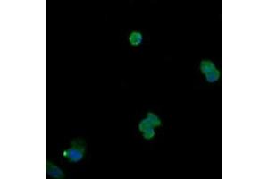 Image no. 2 for anti-Mitogen-Activated Protein Kinase 13 (MAPK13) antibody (ABIN1499957) (MAPK13 Antikörper)