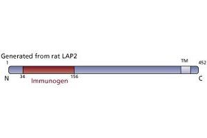 Image no. 3 for anti-Thymopoietin (TMPO) (AA 34-156) antibody (ABIN968307) (Thymopoietin Antikörper  (AA 34-156))