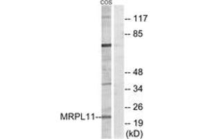 Western blot analysis of extracts from COS cells, using MRPL11 Antibody.
