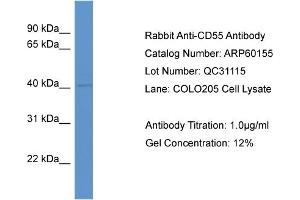 Western Blotting (WB) image for anti-Complement Decay-Accelerating Factor (CD55) (Middle Region) antibody (ABIN786092) (CD55 Antikörper  (Middle Region))