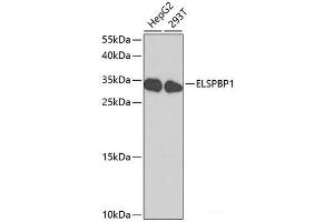 Western blot analysis of extracts of various cell lines using ELSPBP1 Polyclonal Antibody at dilution of 1:1000. (ELSPBP1 Antikörper)