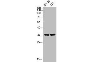Western Blot analysis of HT-29/NIH-3T3 using FoxN2 Polyclonal Antibody. (FOXN2 Antikörper  (C-Term))