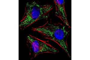 Fluorescent image of Hela cells stained with TUFM Antibody (N-term) (ABIN6242306 and ABIN6577421). (TUFM Antikörper  (N-Term))