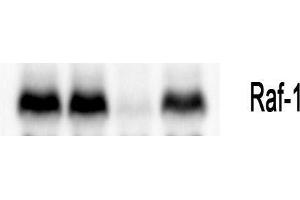 Western Blot (WB) analysis: Please contact us for more details. (RAF1 Antikörper  (Thr58))