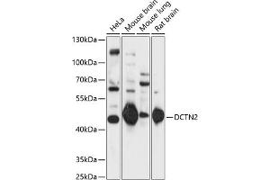 Western blot analysis of extracts of various cell lines, using DCTN2 antibody  at 1:1000 dilution. (Dynamitin Antikörper  (AA 280-401))