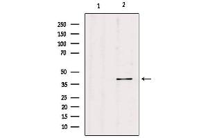 Western blot analysis of extracts from hybridoma cells, using PGC Antibody.