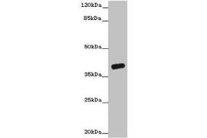 Western blot All lanes: OGFOD2 antibody at 3 μg/mL + Mouse liver tissue Secondary Goat polyclonal to rabbit IgG at 1/10000 dilution Predicted band size: 39, 33, 15, 21 kDa Observed band size: 39 kDa