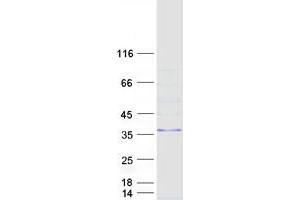 Validation with Western Blot (MARCH8 Protein (Transcript Variant 7) (Myc-DYKDDDDK Tag))