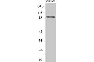 Western Blotting (WB) image for anti-Forkhead Box O3 (FOXO3) (Ser253) antibody (ABIN5958398) (FOXO3 Antikörper  (Ser253))