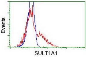 Image no. 2 for anti-Sulfotransferase Family, Cytosolic, 1A, Phenol-Preferring, Member 1 (SULT1A1) antibody (ABIN1501227) (SULT1A1 Antikörper)