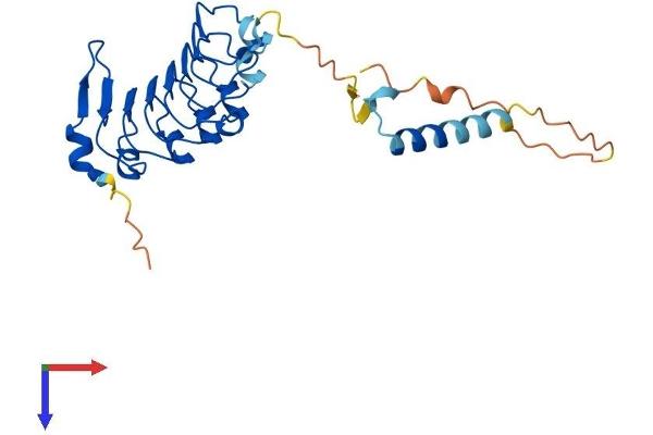 LRRC18 Protein (AA 1-261) (His tag)