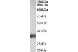 AP31927PU-N antibody (0. (Surfactant Protein A1 Antikörper  (Internal Region))