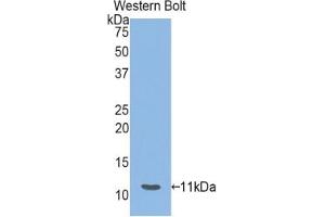 Detection of Recombinant HSPA8, Mouse using Polyclonal Antibody to Heat Shock 70 kDa Protein 8 (HSPA8) (Hsc70 Antikörper  (AA 534-615))