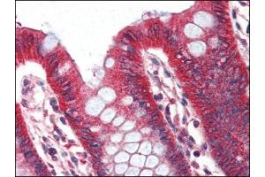 Human Colon (formalin-fixed, paraffin-embedded) stained with PLINat 2 µg/ml followed by biotinylated anti-goat IgG secondary antibody, alkaline phosphatase-streptavidin and chromogen. (PLIN1 Antikörper  (Internal Region))
