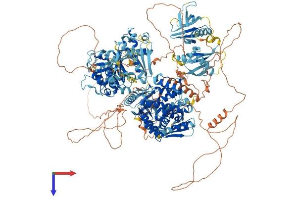 ARAP3 Protein (AA 1-1544) (His tag)