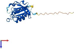 NKIRAS2 Protein (AA 1-191) (His tag)