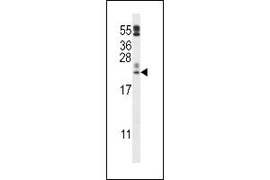 C10orf58 Antibody (C-term) (ABIN657369 and ABIN2846416) western blot analysis in  cell line lysates (35 μg/lane). (FAM213A Antikörper  (C-Term))