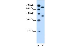 SLCO1A2 antibody used at 0. (SLCO1A2 Antikörper  (Middle Region))
