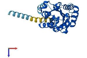 PIGL Protein (AA 1-252) (His tag)