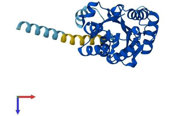 PIGL Protein (AA 1-252) (His tag)