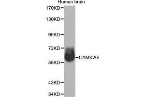 Western Blotting (WB) image for anti-Calcium/calmodulin-Dependent Protein Kinase II gamma (CAMK2G) (AA 300-410) antibody (ABIN1678951) (CAMKII gamma Antikörper  (AA 300-410))