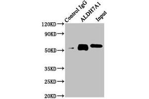 Immunoprecipitating ALDH7A1 in Hela whole cell lysate Lane 1: Rabbit control IgG instead of ABIN7143836 in Hela whole cell lysate. (ALDH7A1 Antikörper  (AA 386-515))