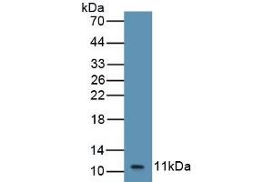 Detection of Recombinant GROb, Equine using Polyclonal Antibody to Chemokine (C-X-C Motif) Ligand 2 (CXCL2) (CXCL2 Antikörper  (AA 35-107))