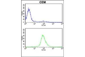 MPZ Antibody (C-term) flow cytometric analysis of CEM cells (bottom histogram) compared to a negative control cell (top histogram). (MPZ Antikörper  (C-Term))