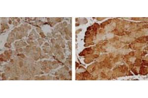 Immunohistochemistry analysis using Rabbit Anti-SOD2 Polyclonal Antibody . (SOD2 Antikörper  (FITC))