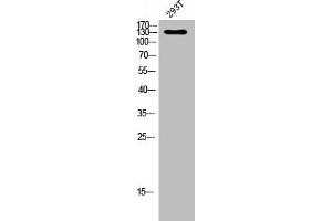 Western blot analysis of 293T lysis using Phospho-Flt-1 (Y1048) antibody. (FLT1 Antikörper  (pTyr1048))
