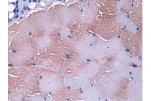 Detection of GLRX in Mouse Skeletal muscle Tissue using Polyclonal Antibody to Glutaredoxin (GLRX) (Glutaredoxin 1 Antikörper  (AA 2-107))