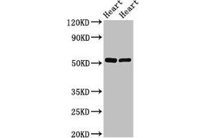 Western Blot Positive WB detected in: Rat heart tissue, Mouse heart tissue All lanes: SHE antibody at 2. (SHE Antikörper  (AA 2-162))