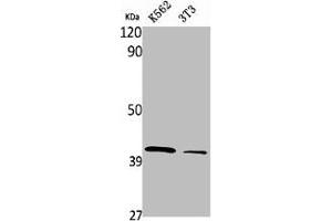 Western Blot analysis of K562 NIH-3T3 cells using PRPF18 Polyclonal Antibody (PRPF18 Antikörper  (Internal Region))