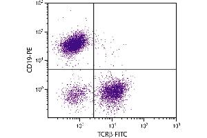 BALB/c mouse splenocytes were stained with Hamster Anti-Mouse TCRβ-FITC. (TCRb Antikörper  (FITC))
