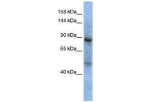 Image no. 1 for anti-Zinc Fingers and Homeoboxes 3 (ZHX3) (AA 648-697) antibody (ABIN6744227) (ZHX3 Antikörper  (AA 648-697))