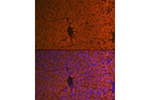 Immunofluorescence analysis of mouse liver using Hemopexin (HPX) (HPX) Rabbit mAb (ABIN7267611) at dilution of 1:100 (40x lens). (Hemopexin Antikörper)