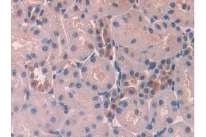 Detection of PLA2G2D in Rat Kidney Tissue using Polyclonal Antibody to Phospholipase A2, Group IID (PLA2G2D)