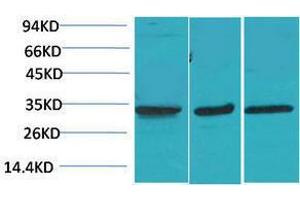 Western Blotting (WB) image for anti-Calcium Channel, Voltage-Dependent, gamma Subunit 3 (CACNG3) antibody (ABIN3179066) (CACNG3 Antikörper)