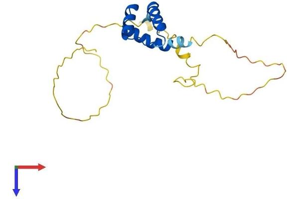 TGIF2LY Protein (AA 1-185) (His tag)