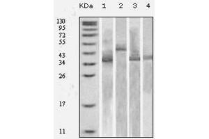 Western Blot showing Trx antibody used against various fusion protein with Trx tag. (TXN Antikörper)