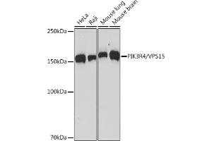 PIK3R4 Antikörper