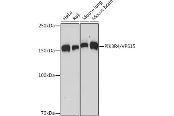 PIK3R4 Antikörper