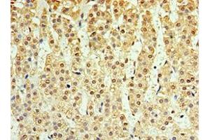 Immunohistochemistry of paraffin-embedded human adrenal gland tissue using ABIN7156876 at dilution of 1:100 (IL-25 Antikörper  (AA 33-177))