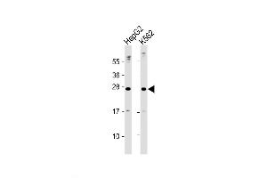 Western Blot at 1:2000 dilution Lane 1: HepG2 whole cell lysate Lane 2: K562 whole cell lysate Lysates/proteins at 20 ug per lane. (EPO Antikörper  (N-Term))