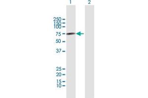 Western Blot analysis of CNKSR3 expression in transfected 293T cell line by CNKSR3 MaxPab polyclonal antibody.