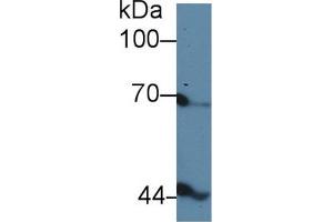 Western Blotting (WB) image for anti-Inhibin, beta B (INHBB) (AA 277-391) antibody (ABIN1174998)