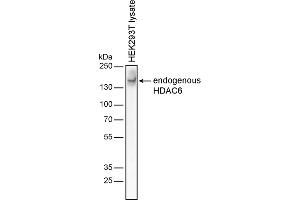Western blotting analysis of human HDAC6 by mouse monoclonal antibody 3D2 in HEK-293T cell line under reducing conditions. (HDAC6 Antikörper)