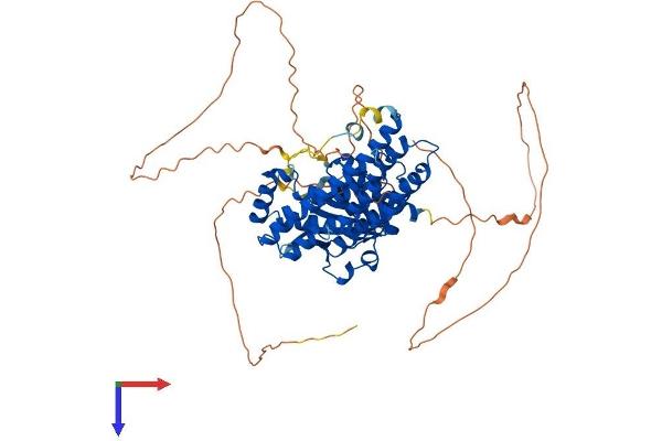 NET1 Protein (AA 1-596) (His tag)