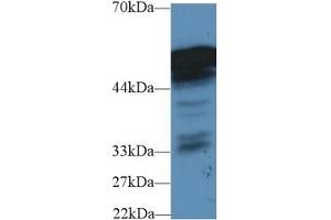 Fibrinogen beta Chain Antikörper  (AA 35-481)