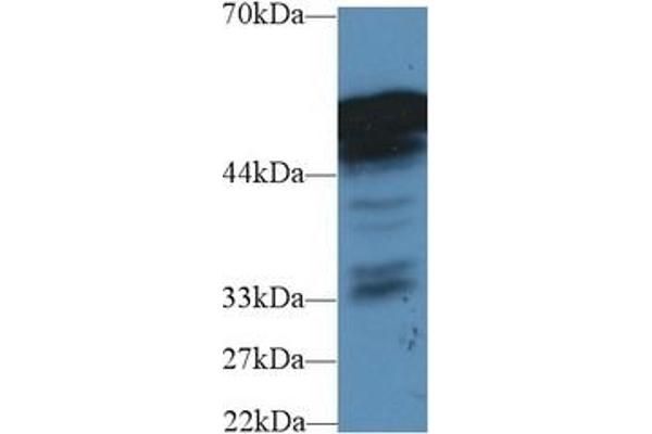 Fibrinogen beta Chain Antikörper  (AA 35-481)